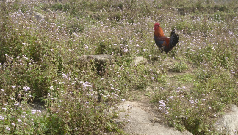 Wie alt werden Hühner in der Natur?