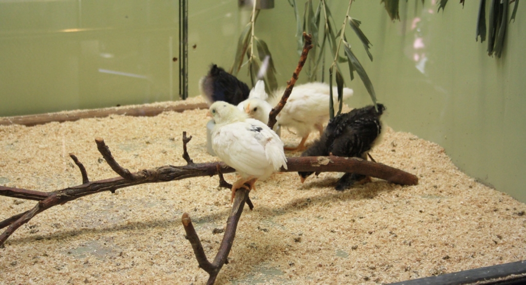 Holzsäne als Einstreu im Stall