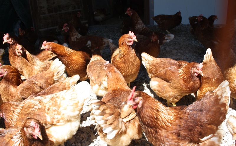 Wie alt werden Hühner in der kommerziellen Hühnerhaltung?
