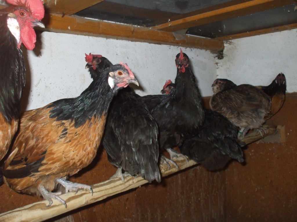 Sitzstangen im Hühnerstall